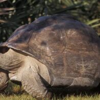 'Goliat', la tortuga gigante de Galápagos en Miami, se convierte en padre a los 134 años