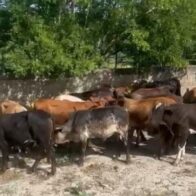 Apresan hombre que robó ganado valorado en cuatro millones de pesos