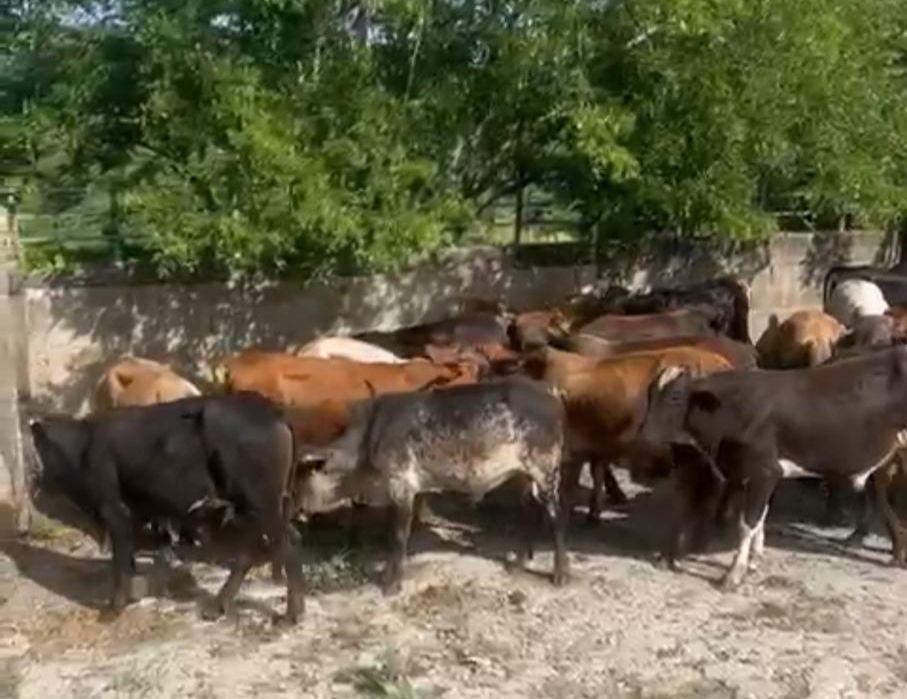 Apresan hombre que robó ganado valorado en cuatro millones de pesos