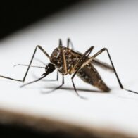 Salud Pública reporta aumento de enfermedades infecciosas: malaria, dengue y leptospirosis entre las principales