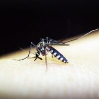 Azua y San Juan concentran más del 90% de los casos de malaria en República Dominicana