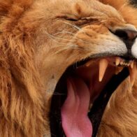 Una mujer con heridas graves por el ataque de un león en un zoológico de Australia