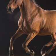 Niño de 4 años herido tras ser atropellado por caballo en Sabana Grande de Boyá
