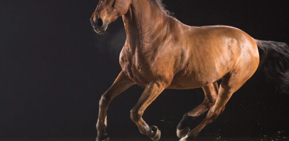 Niño de 4 años herido tras ser atropellado por caballo en Sabana Grande de Boyá