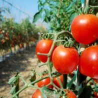 Cultivos de tomates.