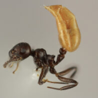 Describen una nueva especie de hormiga única del Caribe 