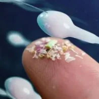 Detectan micro plásticos en fluidos reproductivos humanos: una posible amenaza para la fertilidad