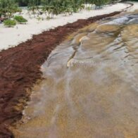 Preocupación social por acumulación masiva de sargazo en Playa Rincón, Las Galeras