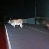 Denuncian presencia de animales realengos en Las Galeras: riesgo para la comunidad y el turismo
