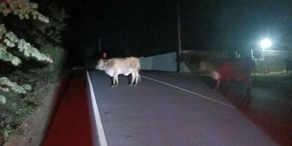 Denuncian presencia de animales realengos en Las Galeras: riesgo para la comunidad y el turismo