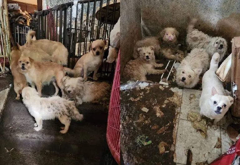 Más de 80 perros rescatados en Brooklyn tras hallazgo impactante; piden ayuda para hogares temporales