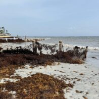 Denuncian impacto al hábitat de tortugas por operaciones del Hotel Sirenis en Uvero Alto