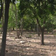 Agricultores de Azua denuncian intento de despojo violento por banda armada en Higuerito
