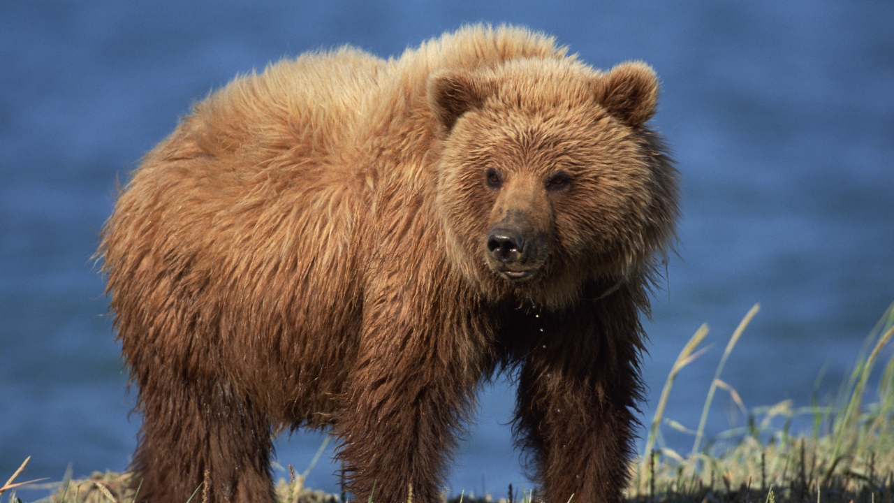 Autoridades del lejano oriente ruso recomiendan no salir por la noche por peligro de osos