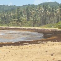 Samaná exige acciones concretas ante la acumulación masiva de sargazo