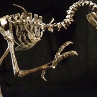 Perú el esqueleto de nueva especie de ave