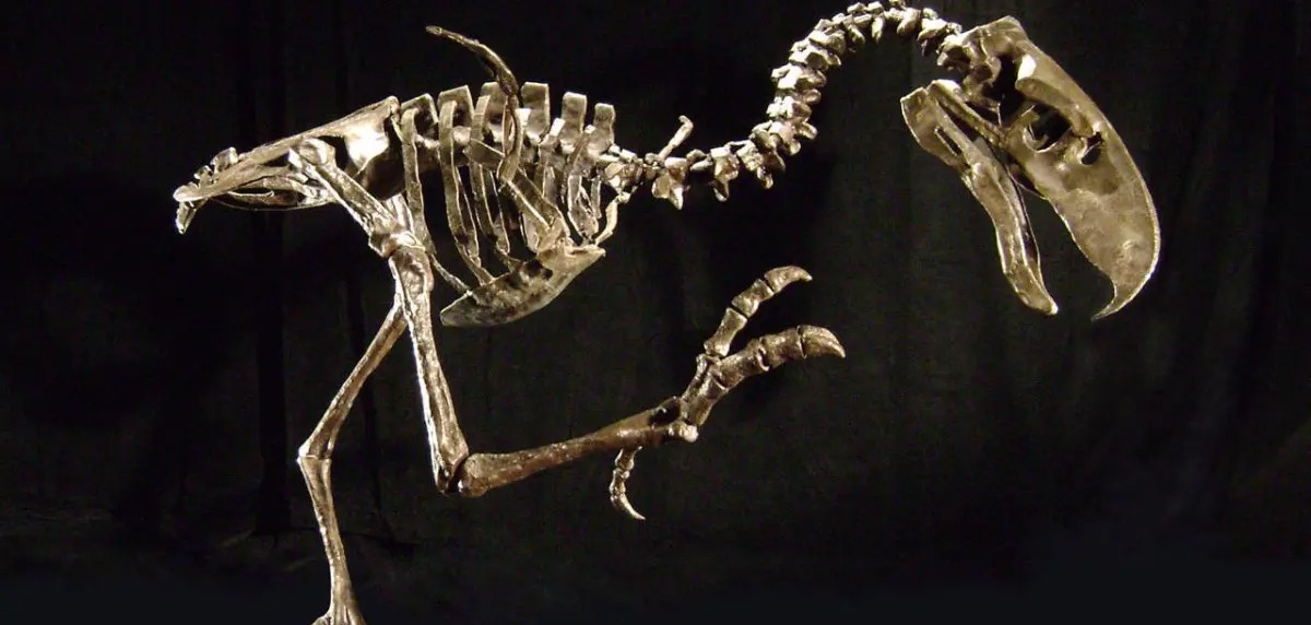 Perú el esqueleto de nueva especie de ave