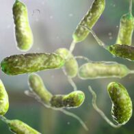 bacteria devora carne