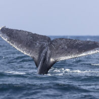 Presentan 250.000 firmas para que la UE reduzca velocidad de barcos y proteja a ballenas