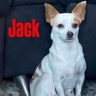 Se busca perrito Jack, desaparecido en Alma Rosa II