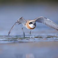 aves playeras