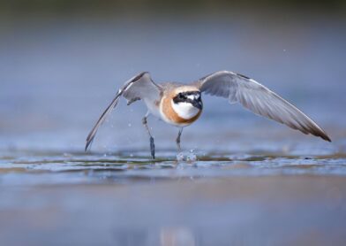 aves playeras