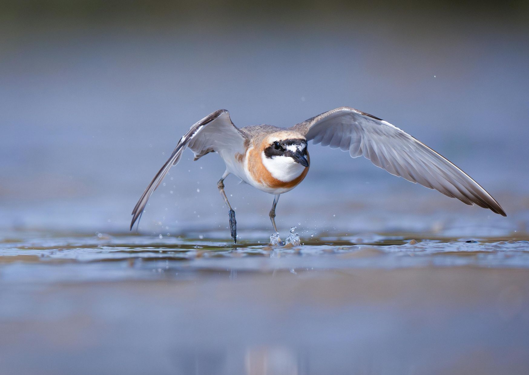 aves playeras