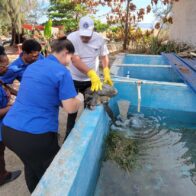 Tortuga marina verde rescatada en Las Galeras recibe atención especializada en el Acuario Nacional