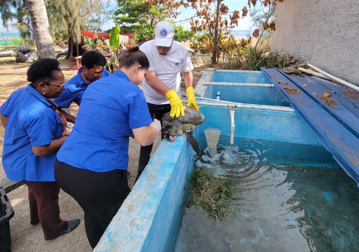 Tortuga marina verde rescatada en Las Galeras recibe atención especializada en el Acuario Nacional