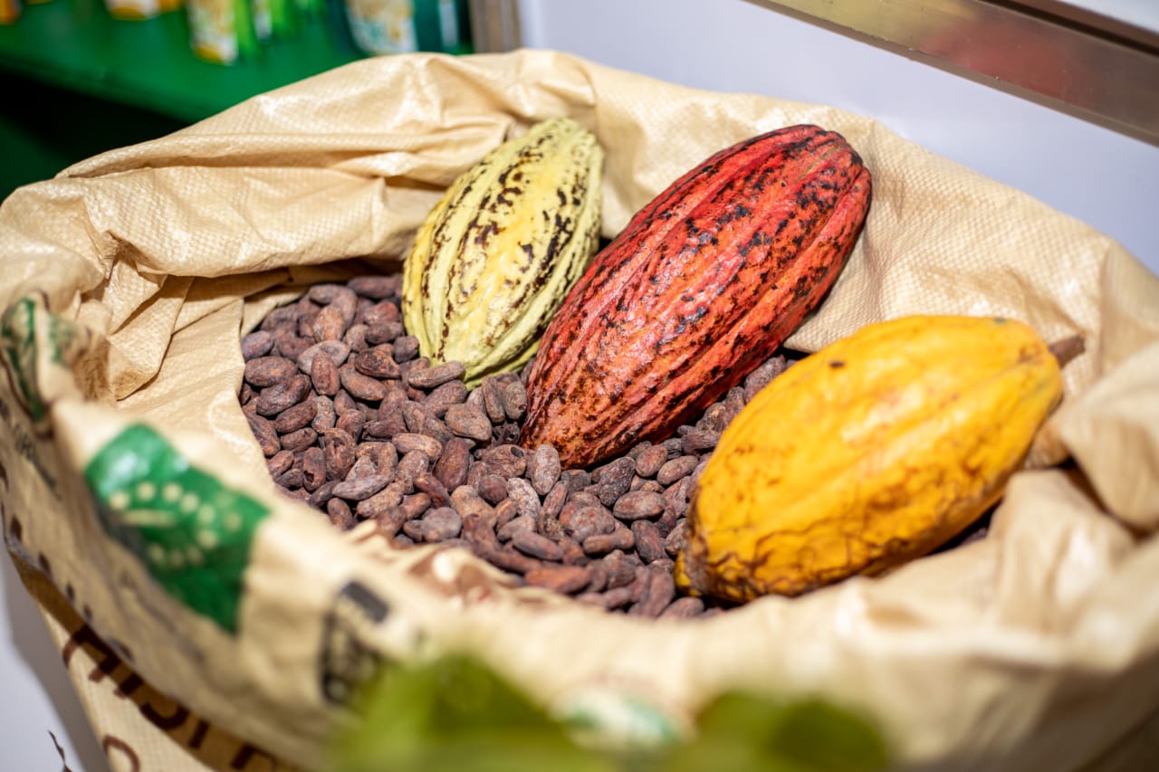 Cacao dominicano.
