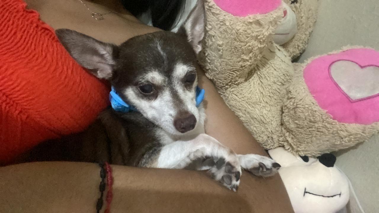 Reportan canino desaparecido llamado "Simba", familiares piden ayuda para encontrarlo