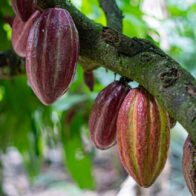 Fruto de cacao.