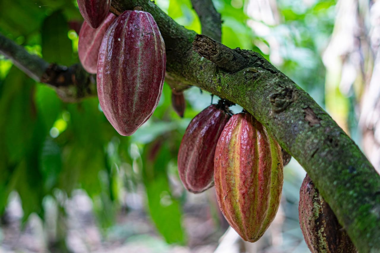 Fruto de cacao.