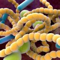 Cleveland Clinic identifica vínculo entre microbios intestinales y mayor riesgo de aneurismas aórticos abdominales