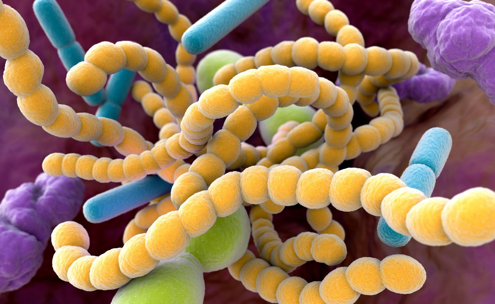 Cleveland Clinic identifica vínculo entre microbios intestinales y mayor riesgo de aneurismas aórticos abdominales