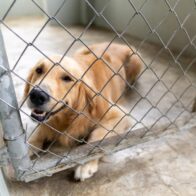 DNCD recibe moderna residencia canina k9 y unidades especializadas