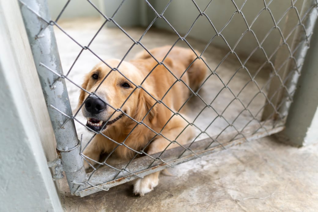 DNCD recibe moderna residencia canina k9 y unidades especializadas