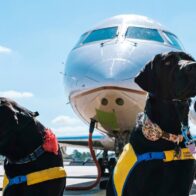 Italia realiza el primer vuelo comercial con transporte de perros de gran tamaño