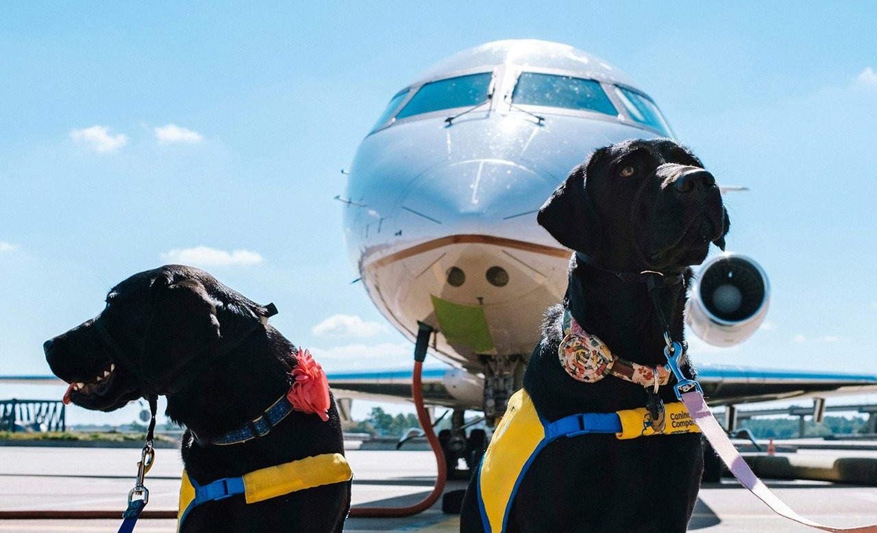 Italia realiza el primer vuelo comercial con transporte de perros de gran tamaño