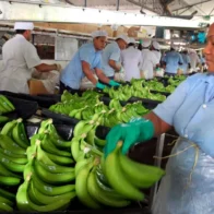 Transnacional Chiquita retomará exportaciones de banano en diciembre próximo, según Gobierno panameño