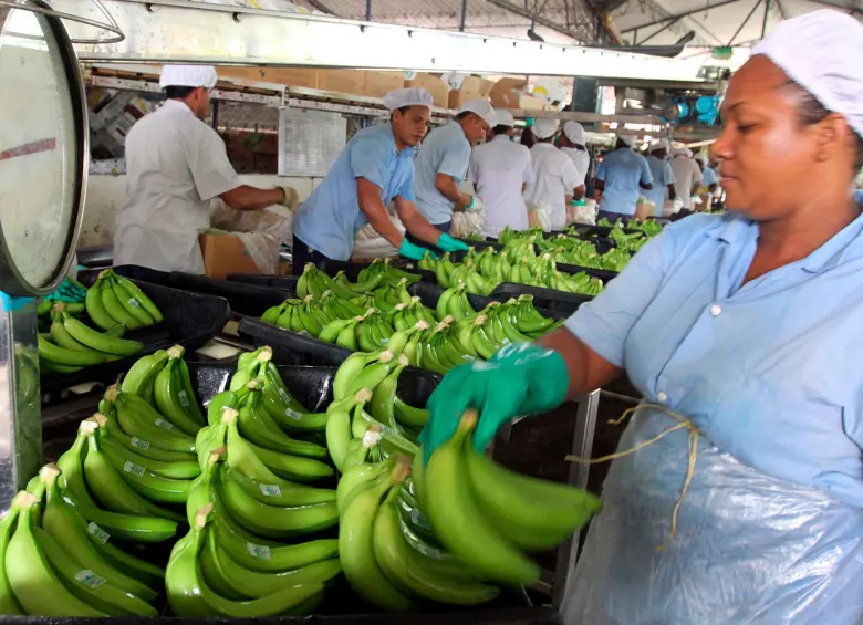 Transnacional Chiquita retomará exportaciones de banano en diciembre próximo, según Gobierno panameño