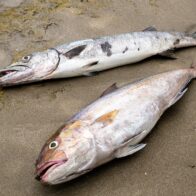 Ministerio de Medio Ambiente investiga mortandad masiva de peces en Río Soco San Pedro de Macorís.– El Ministerio de Medio Ambiente inició una investigación tras reportarse una mortandad masiva de peces en el Refugio de Vida Silvestre Río Soco, luego de que ciudadanos denunciaran la situación a través de redes sociales. Equipos especializados del ministerio se trasladaron al lugar para recolectar muestras de agua y peces, las cuales serán analizadas en laboratorios para determinar las causas del incidente. El ministro de Medio Ambiente, Paíno Henríquez, aseguró que se elaborará un informe detallado con los resultados de los estudios y las acciones que se implementarán para mitigar el impacto ambiental. El ministerio reiteró su compromiso con la transparencia, la protección del medio ambiente y la respuesta rápida a las denuncias ciudadanas, con el objetivo de preservar los recursos naturales del país.