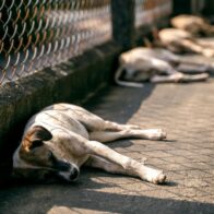 Denuncian envenenamiento de perros en la Terminal Portuaria de Río Haina