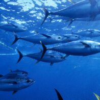 veda de pesca del atún tropical
