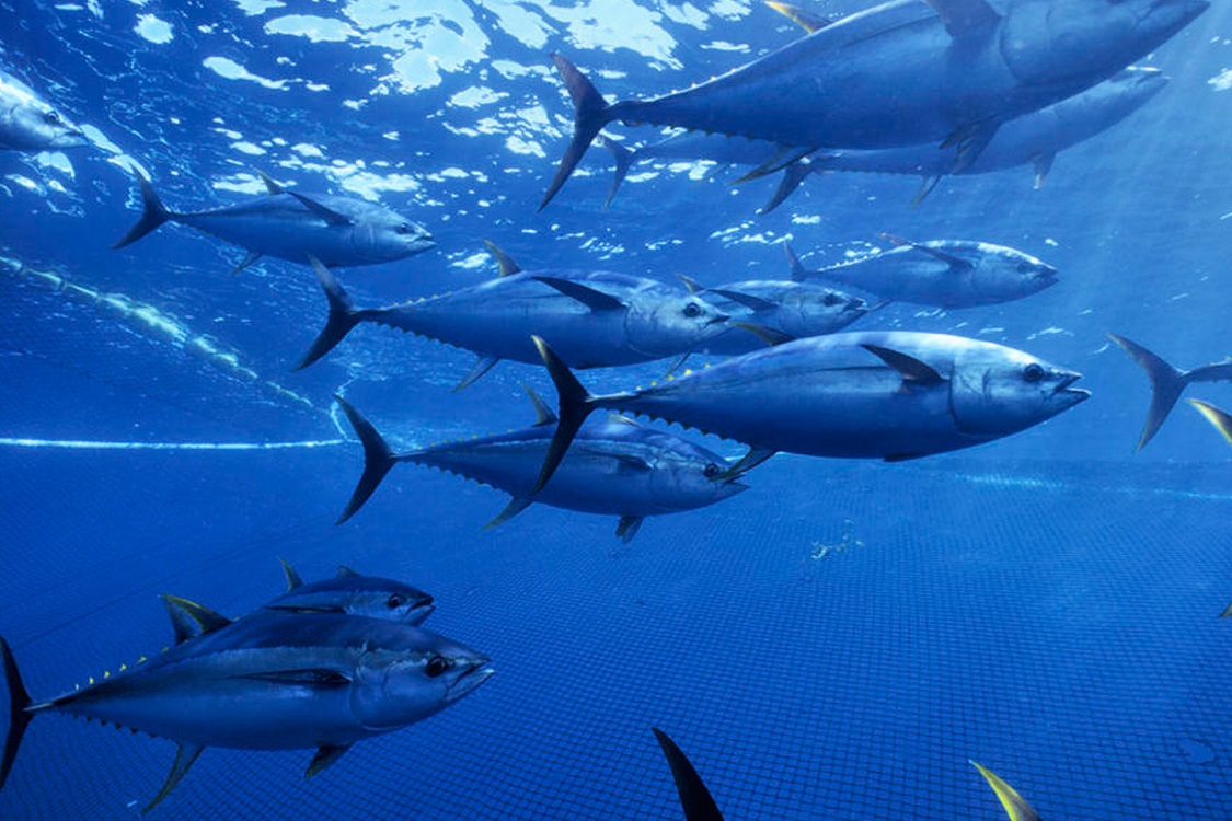 veda de pesca del atún tropical