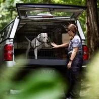 Niño muere atacado por rottweilers mientras su niñera tomaba una siesta