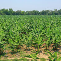 Plantación de plátano.