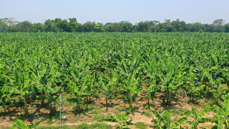 Plantación de plátano.