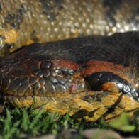 Un estudio detecta 66 especies de serpientes en un municipio de la Amazonía de Ecuador