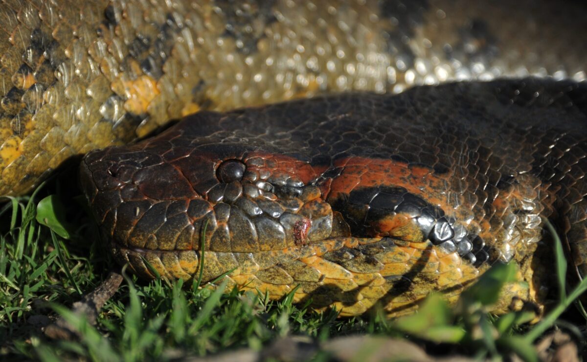Un estudio detecta 66 especies de serpientes en un municipio de la Amazonía de Ecuador